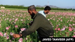 په راپور کې راغلي چې په افغانستان کې په ۲۰۲۰ز کال کې ۸۵ فیصده کوکنار پیدا کړي دي. پخوانی انځور