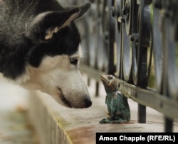 A dog eyeballs Kermit the Frog near the former headquarters of a Hungarian television station.