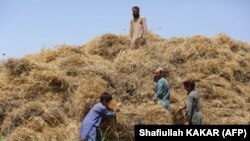 تصویر آرشیف: فصل جمعآوری حاصلات در افغانستان 