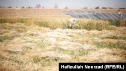یک دهقان حین کار بالای زمین های زراعتی اش در ولایت فراه - عکس از آرشیف