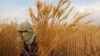برنامه جهانی غذا: چندین پروژه سود آور برای دهقانان در افغانستان عملی شده است