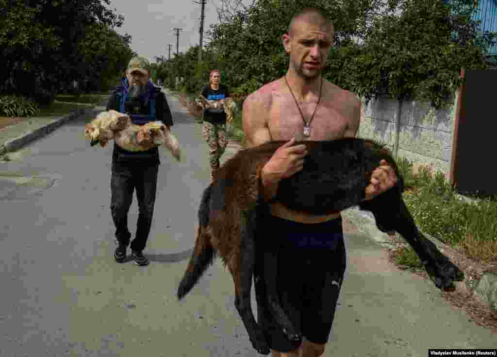 Волонтери несуть врятованих собак. Тваринам дали заспокійливе, щоб було легше переправити їх. Херсон, 7 чернвя 2023 року. Тисячі людей на Херсонщині були змушені покинути свої домівки, залишивши там домашніх тварин після прориву дамби на Каховській ГЕС 6 червня