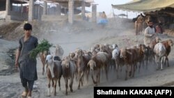یک مالدار در کابل - عکس از آرشیف