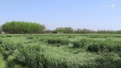 د مردان کروندګر وايي، بې وخته بارانونو او ږلۍ یې فصلونو او باغونو ته تاوان رسولی 