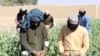 شبکه تحلیلگران افغانستان: طالبان در کاهش تقاضای مواد مخدر ناکام بوده‌اند