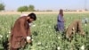 حکومت طالبان: در دو ماه اخیر بیش از یک صد هکتار زمین از بته های نشئه آور پاکسازی شده است