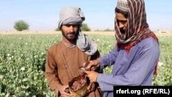تصویر آرشیف: حاصلات تریاک از یک کشتزار وسیع کوکنار در یکی از ولایات جنوب افغانستان