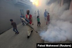 د ډینګي ماشو د ختمولو لپاره دواپاشي روانه ده