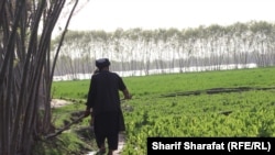 تصویر آرشیف: یکی از دهقانان ولایت ارزگان که در زمین های خود به عوض کوکنار ترکاری کاشته است