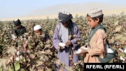 جمعاوی حاصلات پنبه در ولایت کندهار