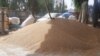 حاصلات گندم فراه