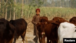 خيبر پښتونخوا کې يو ماشوم څاروي پيايي ــ انځور له ارشيفه