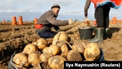 Сбор урожая (иллюстрация) 