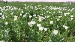 افغان کروندګر وايي کوکنار يې مالي ستونزې هوارولای شي