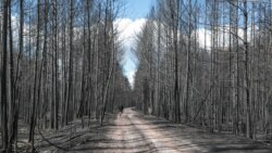 Ліс, який згорів. Овруцький район Житомирщини. 22 квітня 2020 року