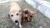 Island of Hope has saved many animals from being poisoned or clubbed to death by roving municipal animal-extermination squads.