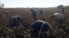 Бюджетники Туркменистана продолжают собирать хлопок