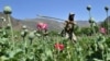 Record Afghan Poppy Cultivation