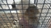 Dog-Beating Video Sparks Protests In Tehran