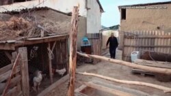 «Дерево дружбы» - фильм о жизни жителей таджикско-кыргызского приграничья