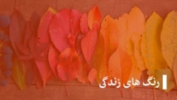 حسیب جوان میوه فروشی‌که به آیده افغانستان پلان‌های دارد