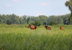 Пойма реки Урал. Село Большой Чаган, Западно-Казахстанская область. 10 июня 2017 года.