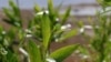 Nature Reclaiming Ukrainian Reservoir Drained By 2023 Dam Breach4 GRAB