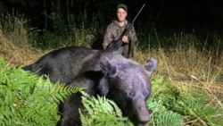 Дзяніс Клімец забіў першага мядзьведзя ў Беларусі пасьля зьмены заканадаўства, Віцебскі раён, 18 ліпеня 2025 году, фота Беларускага таварыства паляўнічых і рыбаловаў