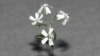 Russian Scientists Grow Ice-Age Flower
