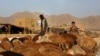 نزدیک شدن عید قربان؛ فروشندگان مواشی: بازار فروشات سرد است