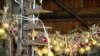 Breaking The Impasse On Russia's WTO Bid