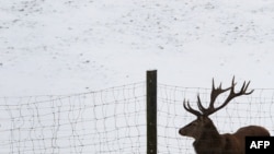 A red deer stands in snow in a game reserve in Bernbeuren, Germany.