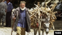 Donkeys are ubiquitous in Tajikistan and are commonly used in rural areas to work fields or to transport produce, firewood, and drinking water. (file photo)