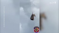 تښتېدلې زېبرا د هيلي کاپټر له لارې خپل مالک ته رسول شوې

