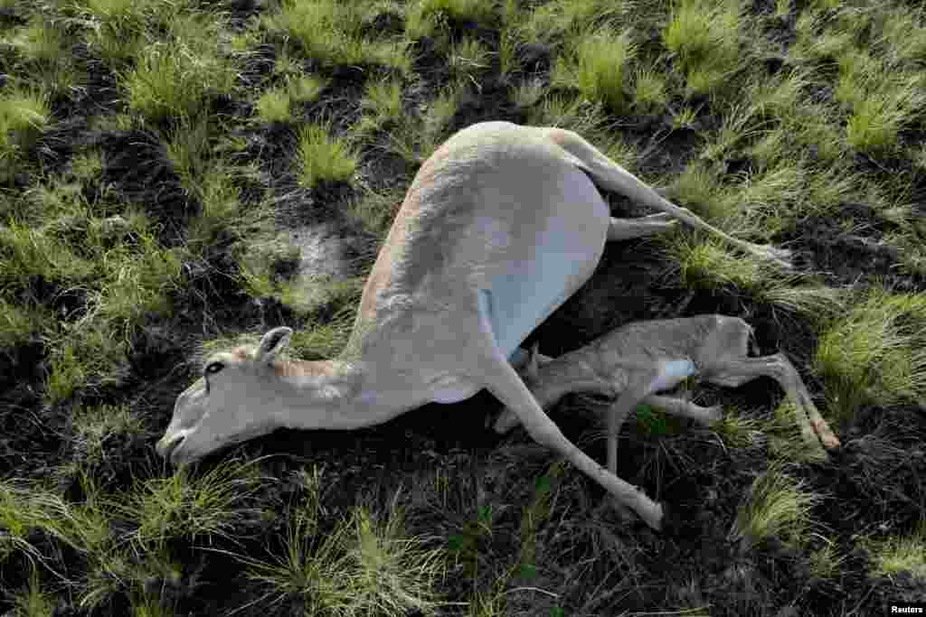 A dead saiga mother and her calf in the Qostanai region of Kazakhstan on May 20, 2015