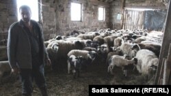 Adil Jahić sa svojim stadom ovaca