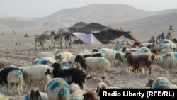 آرشیف، کوچی‌ها و مواشی شان در افغانستان
