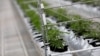 U udruženjima koja okupljaju pacijente koji se leče kanabisom navode da su se desetinama puta obraćali vlastima sa zahtevom da se legalizuje marihuana u medicinske svrhe i da je najveći problem hapšenje bolesnih.