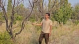 Ба ин боғ тақрибан як моҳ қатрае об наомадааст.