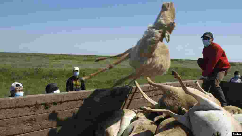 Men load a trailer with the carcasses of dead saiga during a previous die-off in May 2010 in a field some 600 kilometers southwest of Uralsk, Kazakhstan.