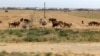 Туркменских фермеров заставляют сжигать солому, оставшуюся на полях после сбора пшеницы