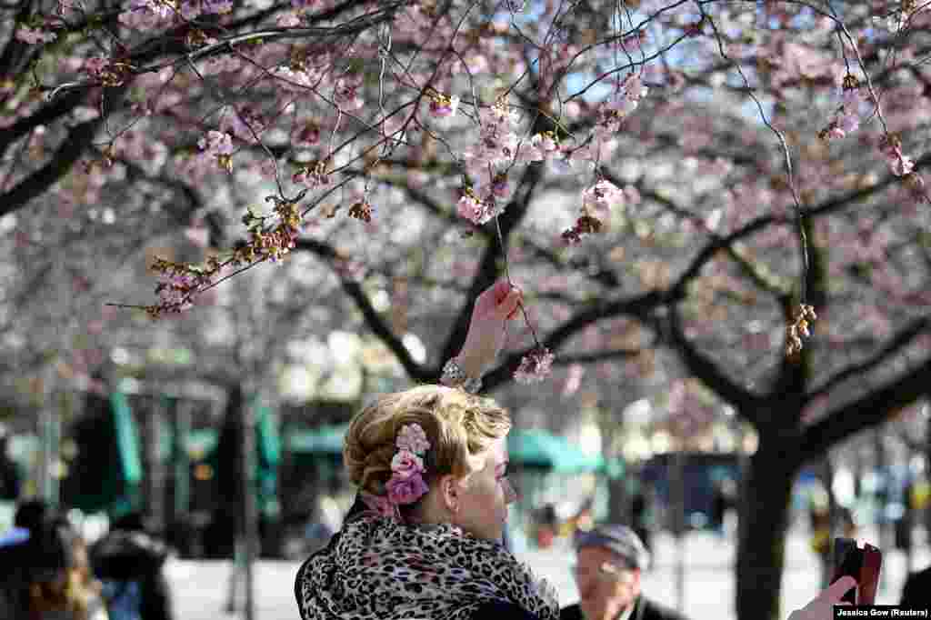 A woman shoots a selfie under a cherry tree in Stockholm on March 22. The strategy in Sweden is to protect the elderly and those who belong to known risk groups. The government recommends those who are over 70 or have high-risk medical conditions to stay home. For the rest of the population, it recommends working from home if you can, practicing social distancing, and staying home when you feel unwell. 