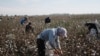 Tashkent Hires U.S. Firm To Campaign Against Boycott On Uzbek Cotton